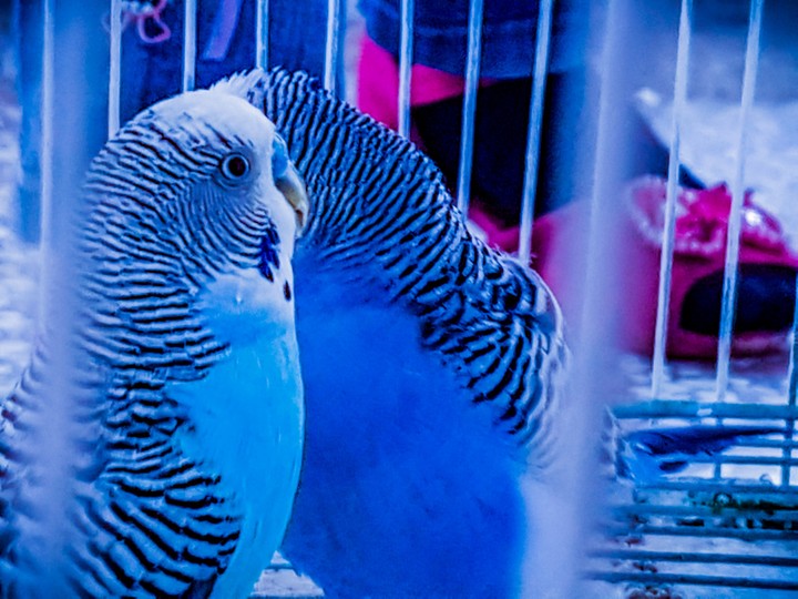 parrots