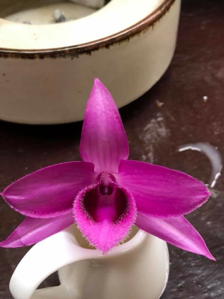 rồng đỏ