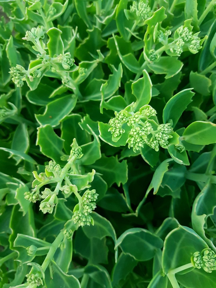 green plant