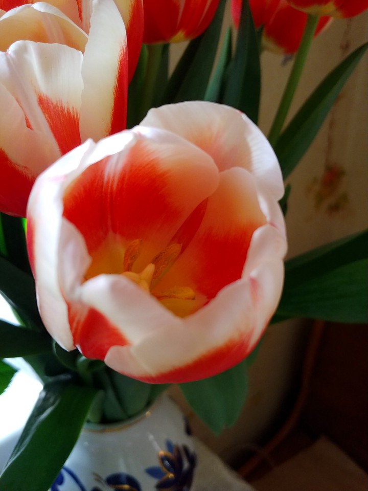 tulip