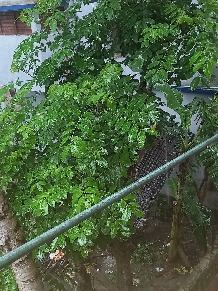 rain in city