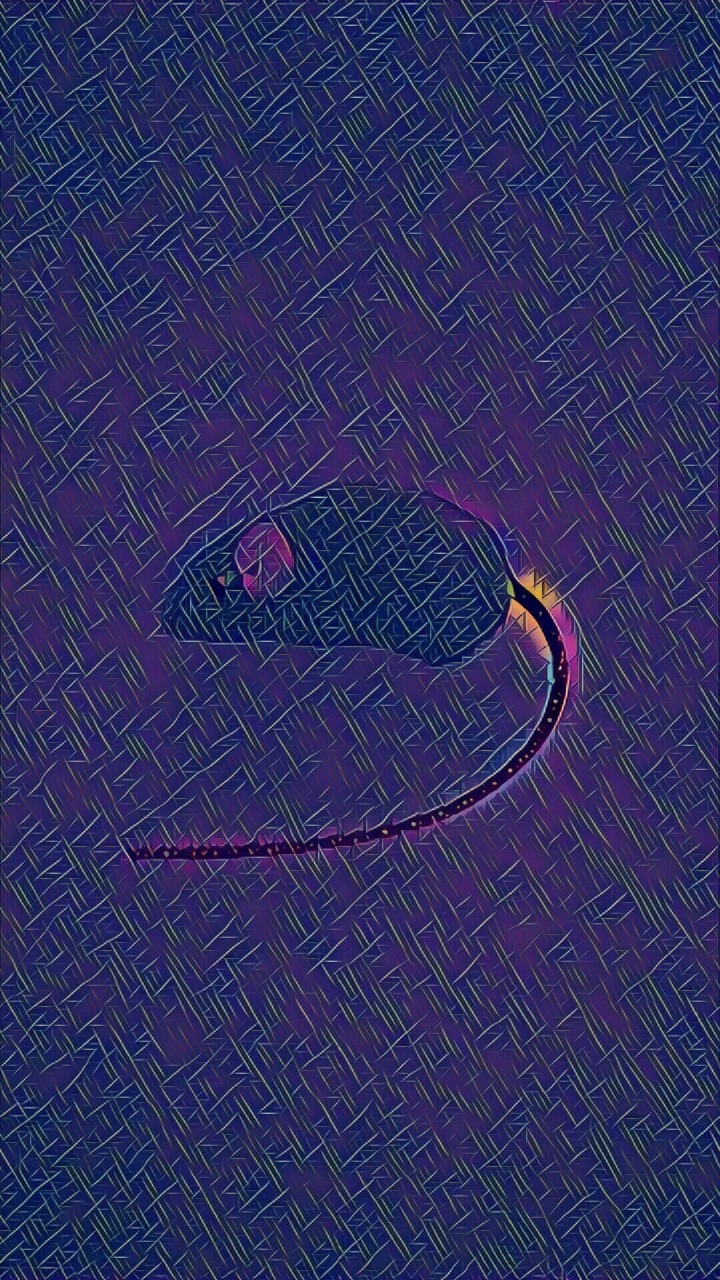 Rat