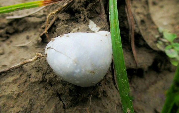 "Snail mix with the soil"