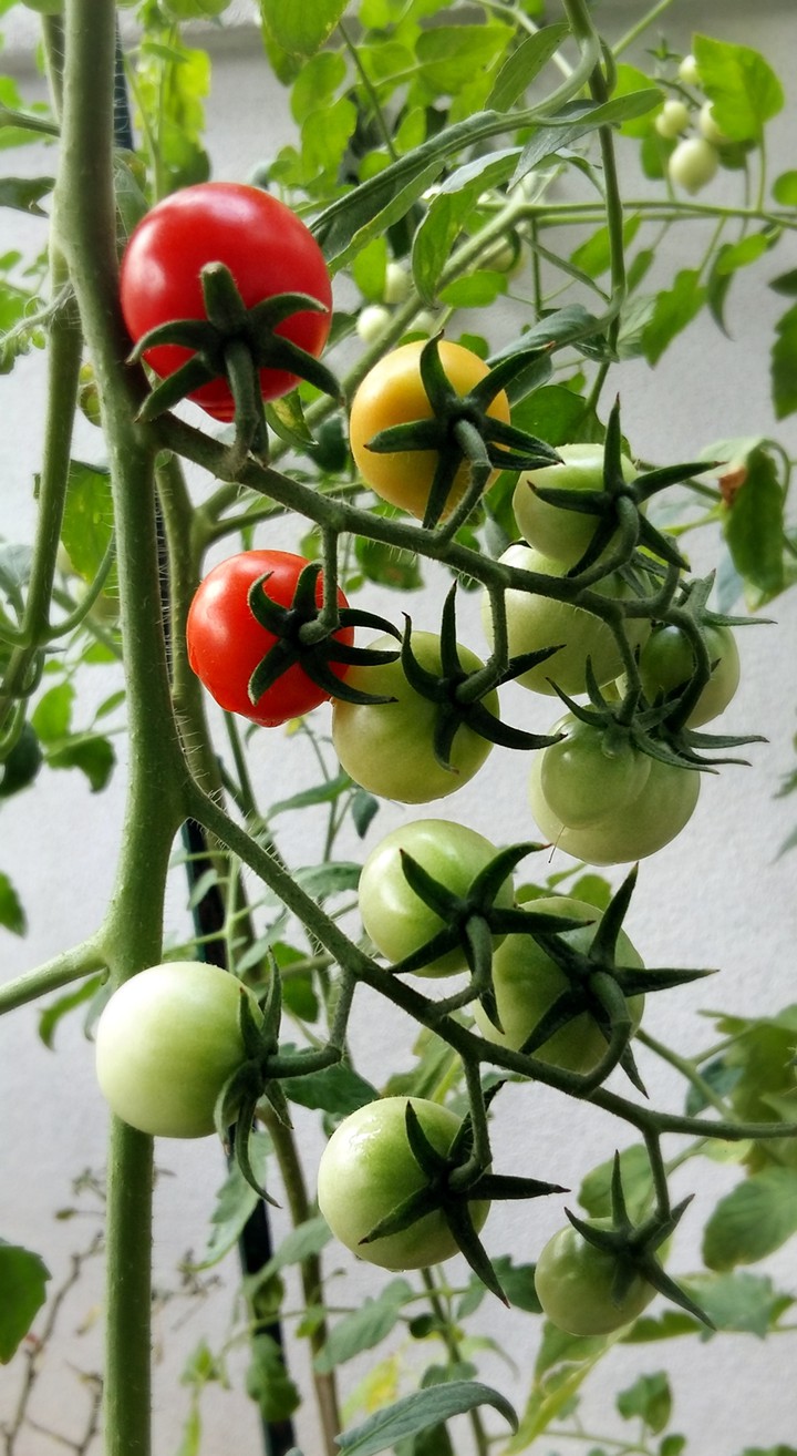 Tomato