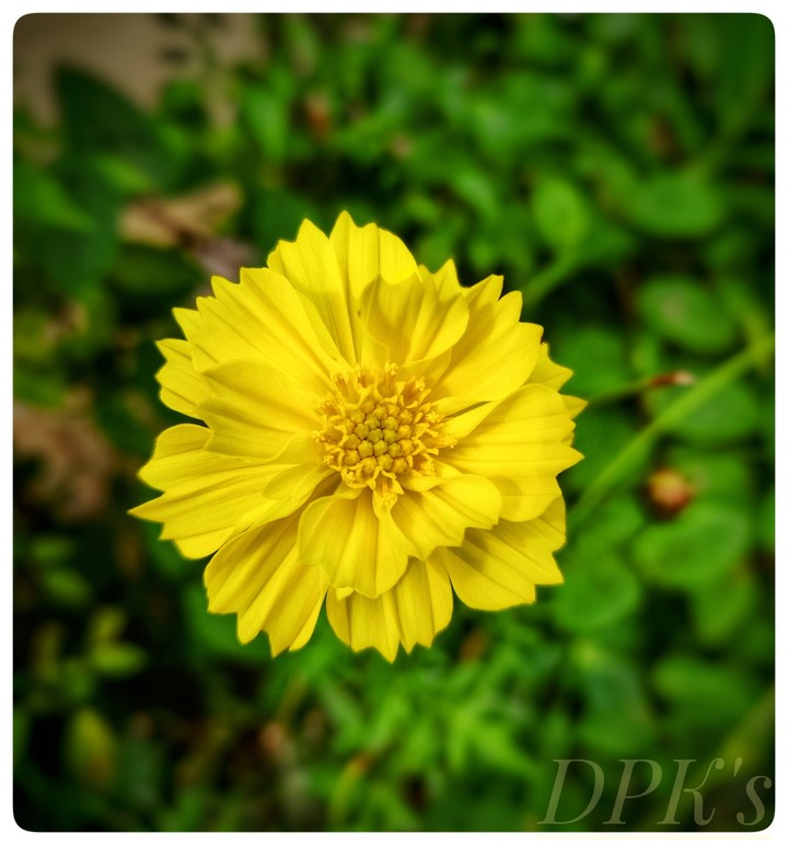 Yellow Flower