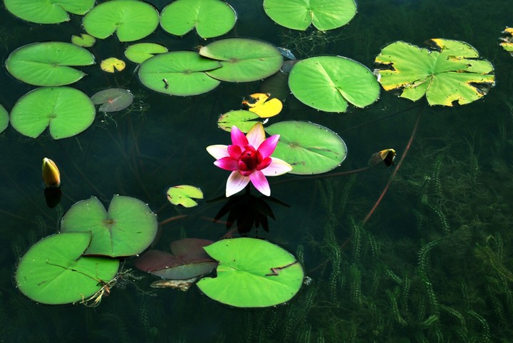 mysterious lake
