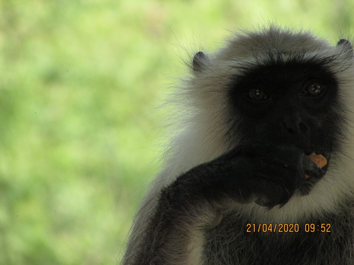monkey theves