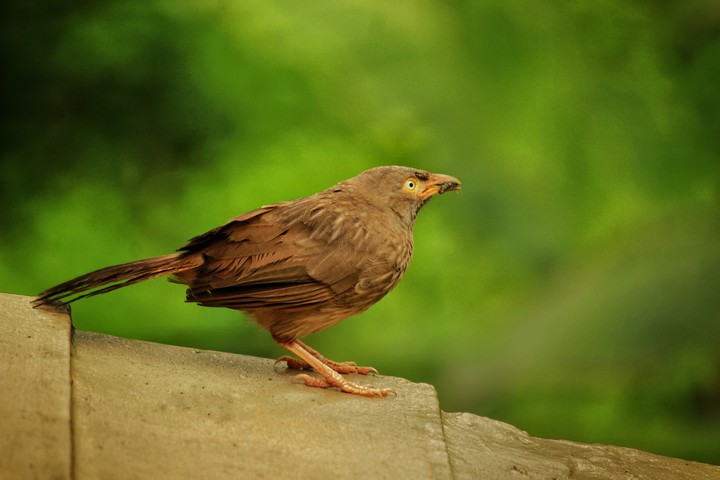 bird