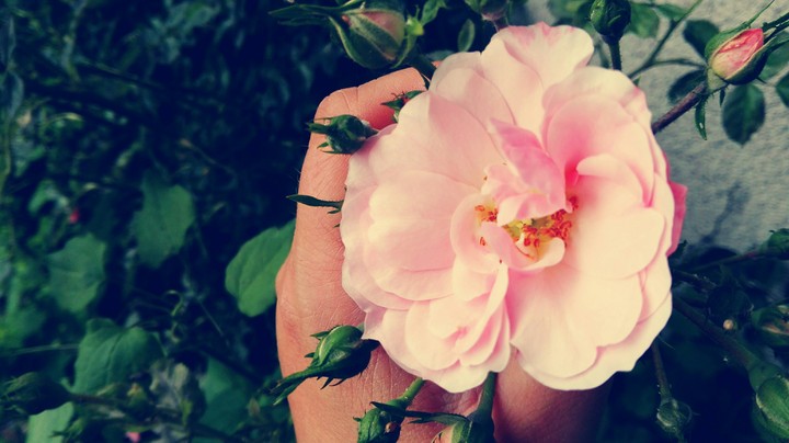 Rose in your hands.