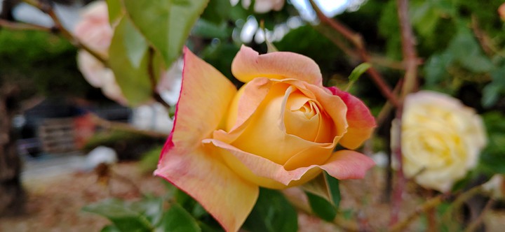 rose