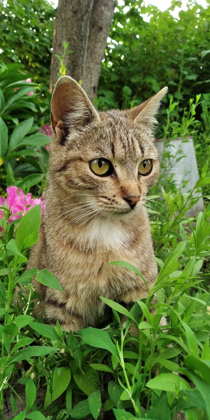 cat