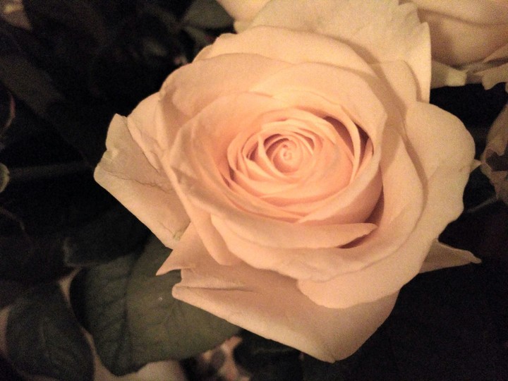 rose