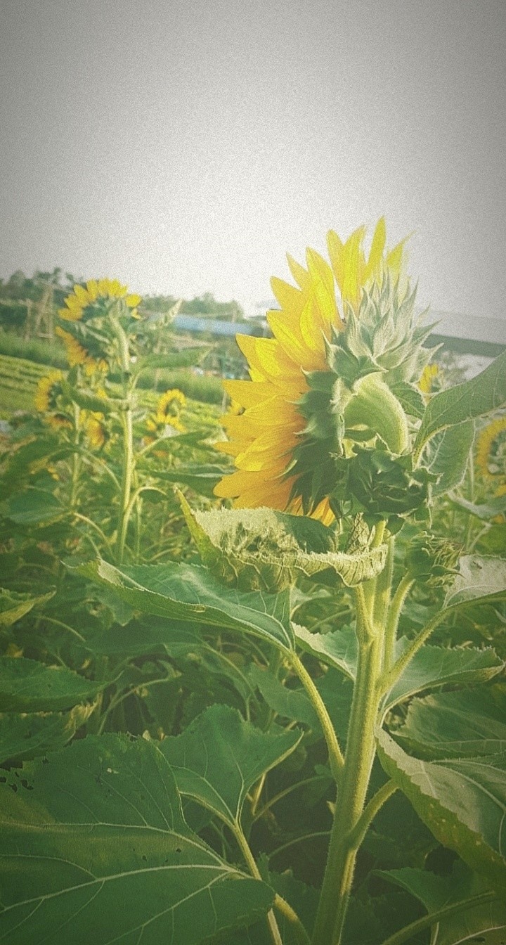 sun flower