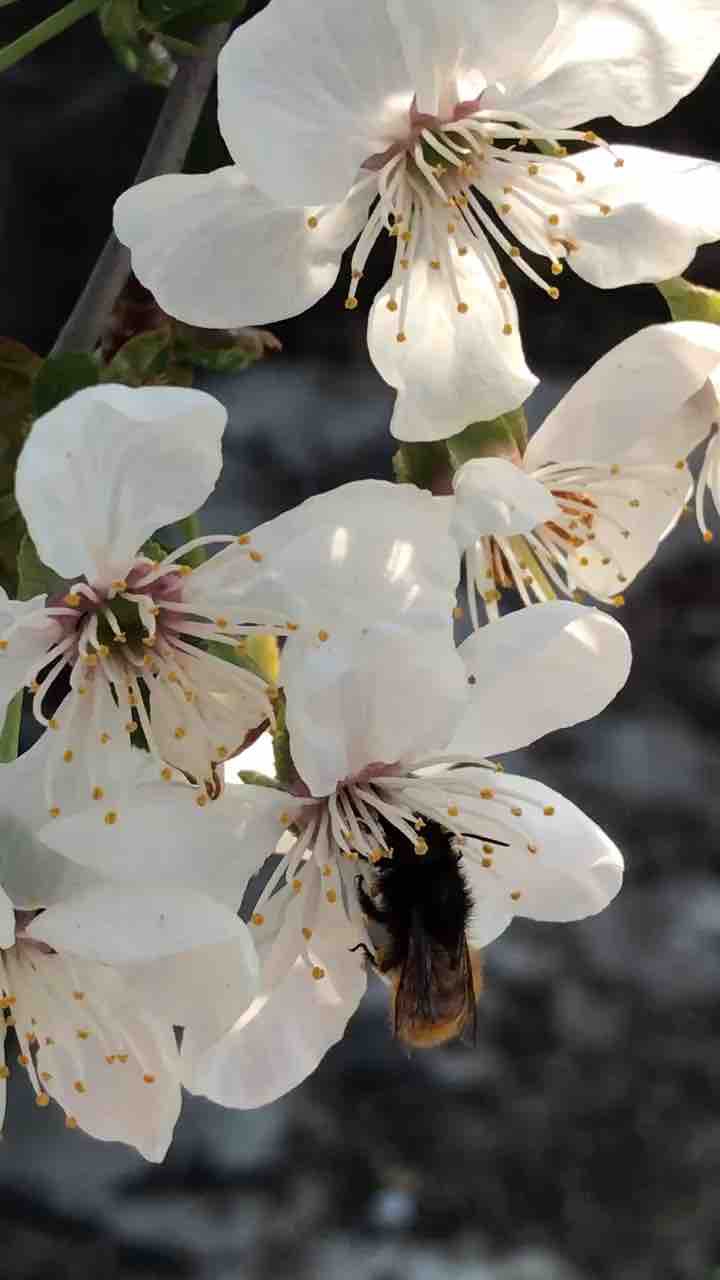 Cherry tree&bee