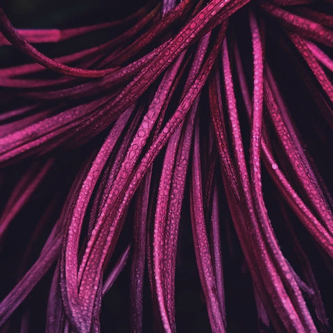 chrysanthemum petals