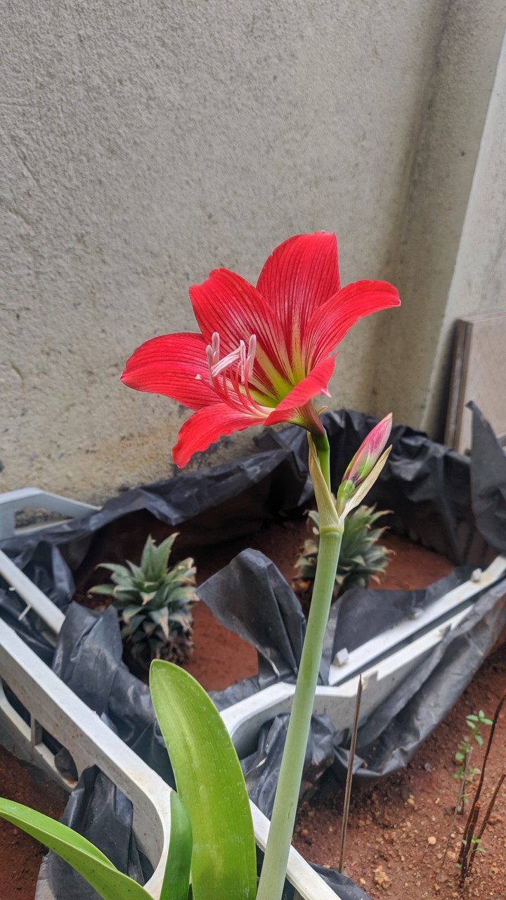 striped Barbados Lily