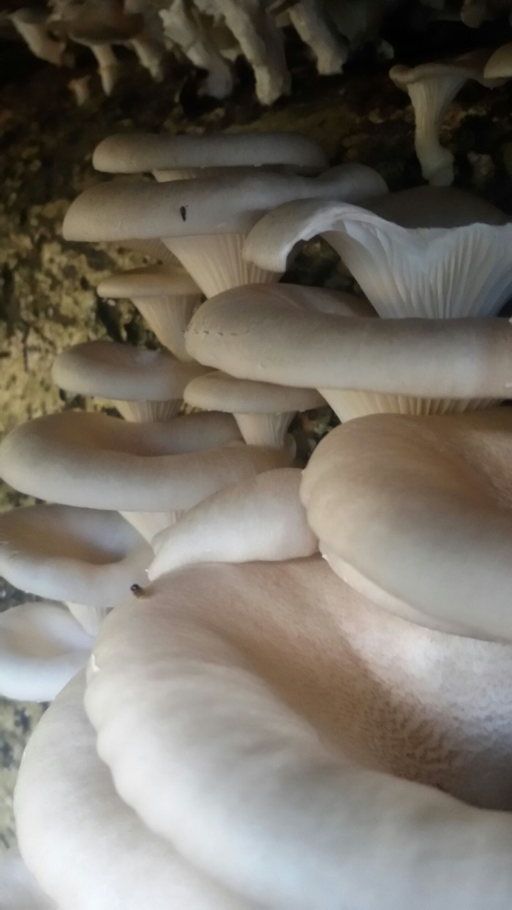 white mushrooms