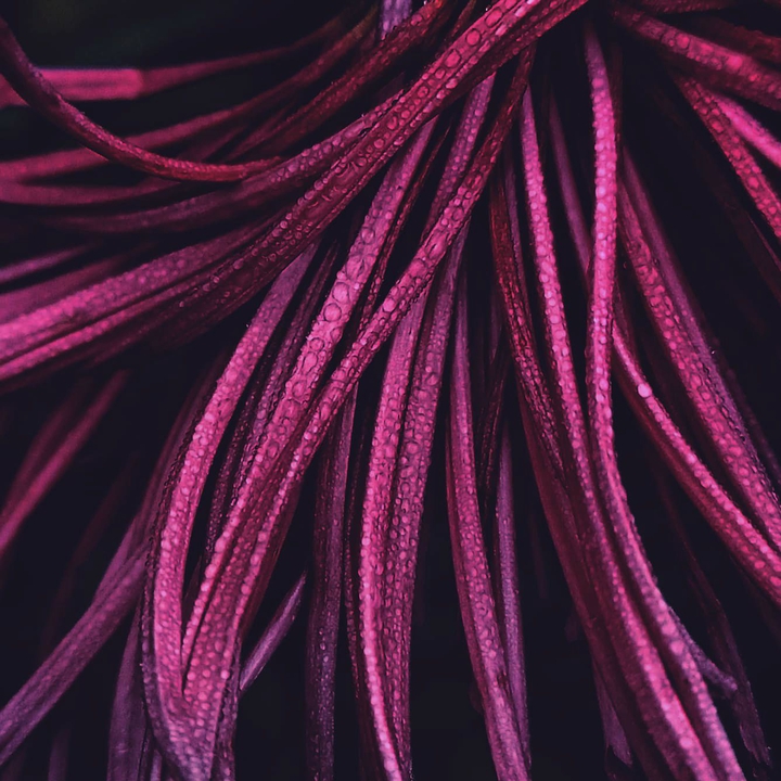 chrysanthemum petals
