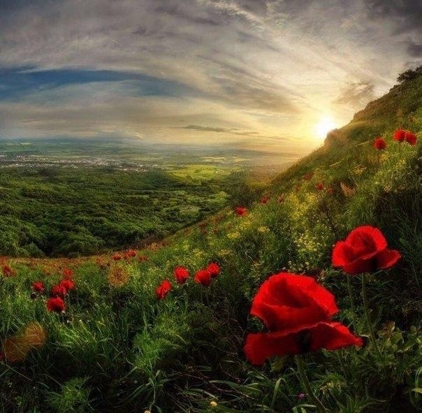 poppy