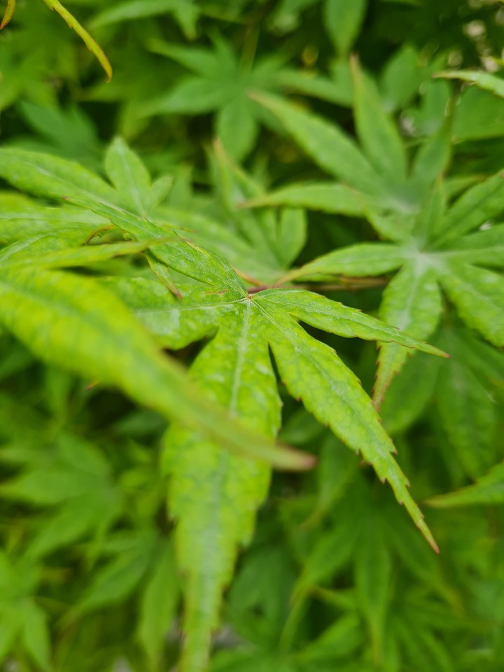 greenery
