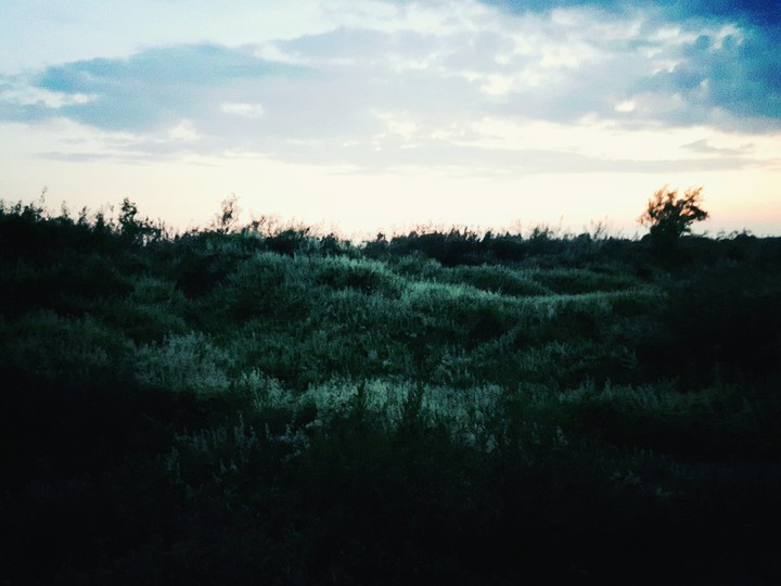Blooming hills