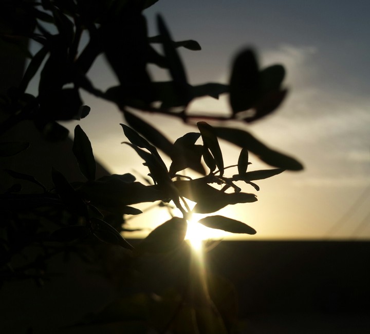 #myphoto #photo #hd #flower