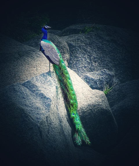 peacock