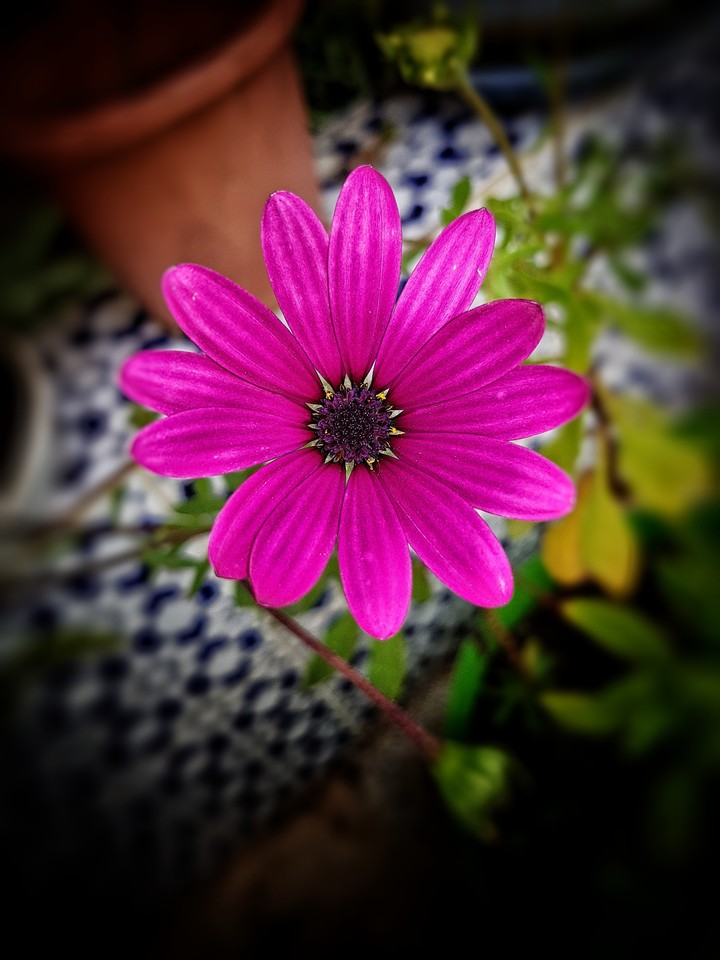 fleur