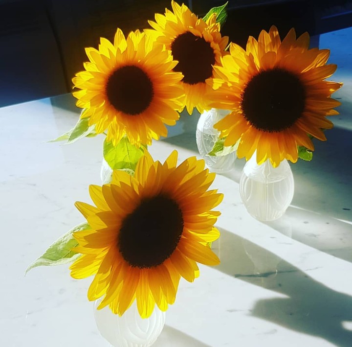 sunflowers