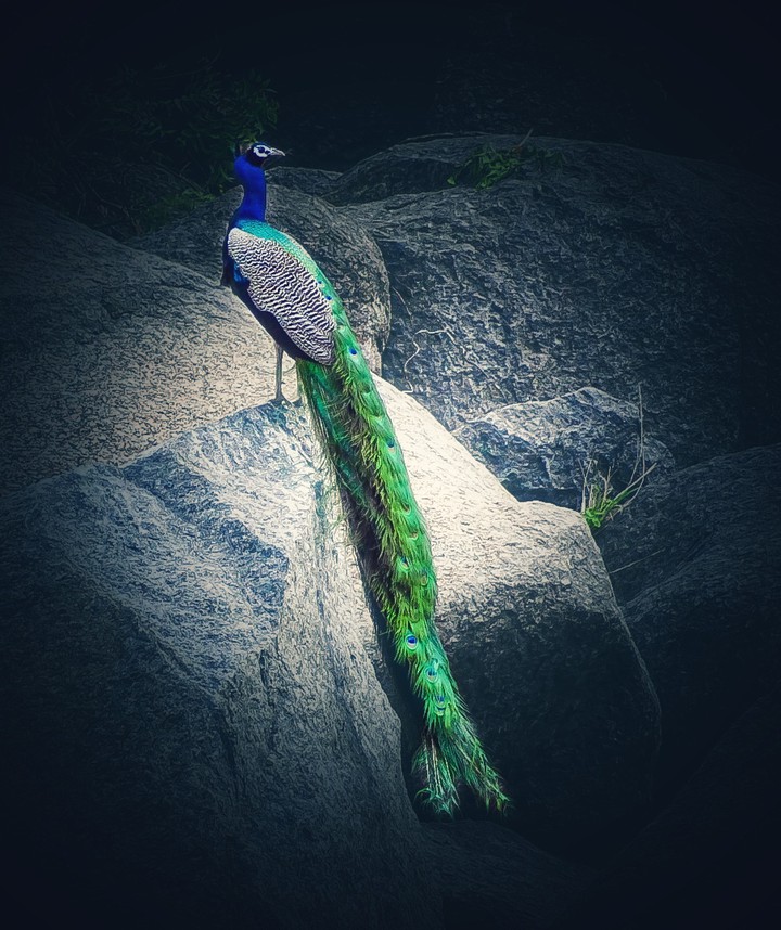 peacock