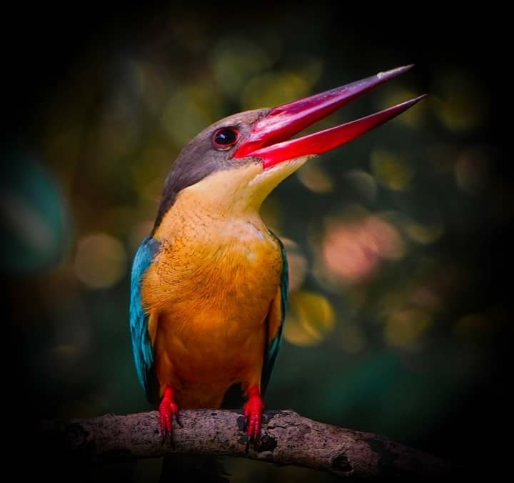 King fisher