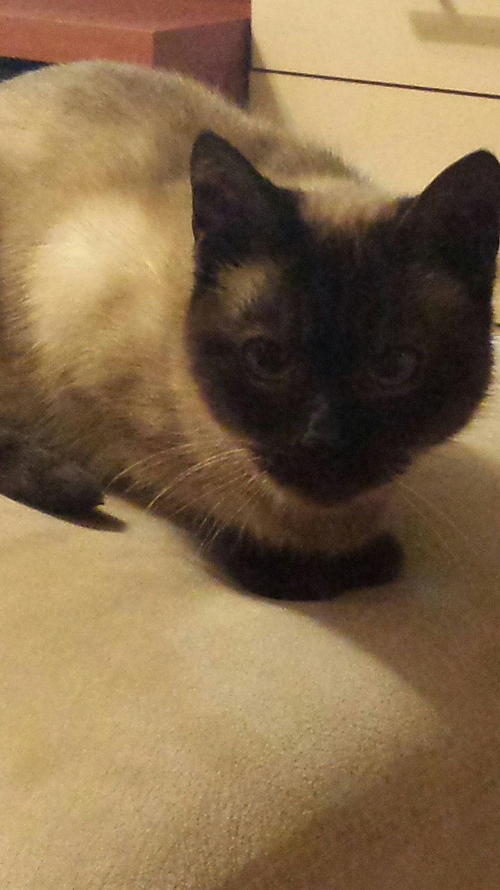 my cat