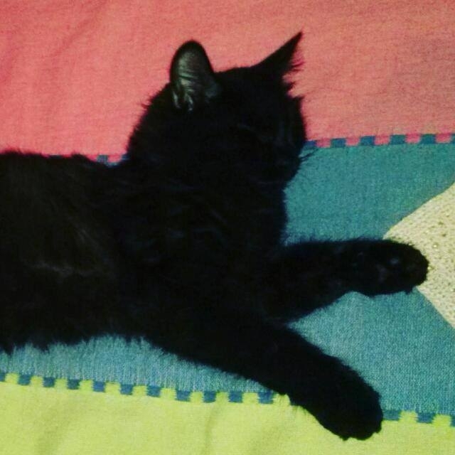 peluchito