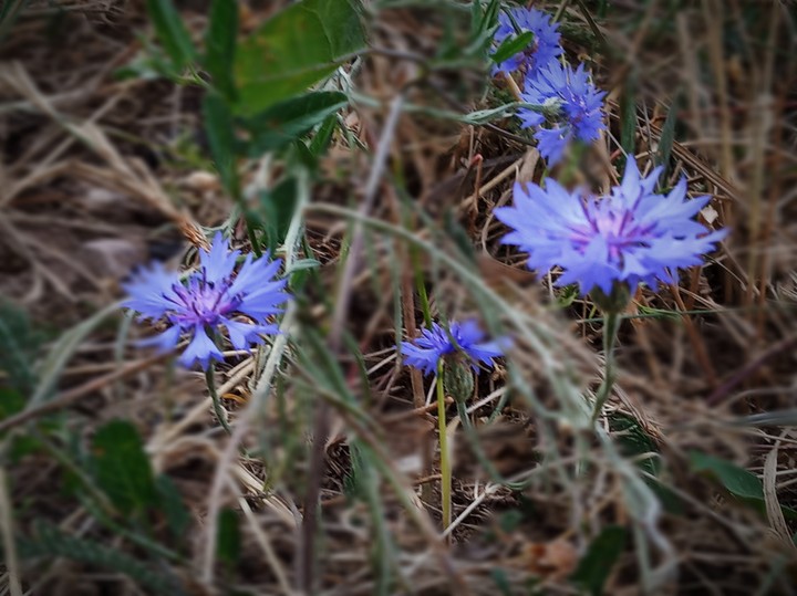 cornflowers in July