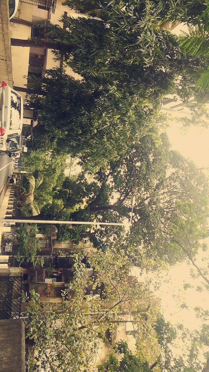 trees