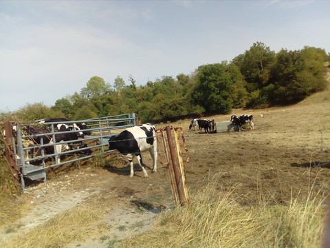 fonds d'écran Field, pasture
