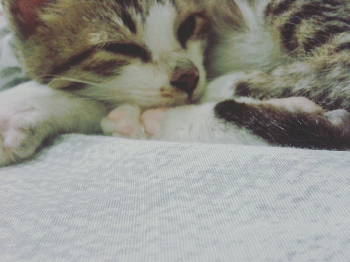 my lovely cat 
