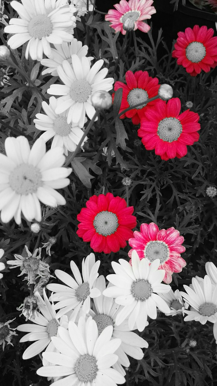 fuschia