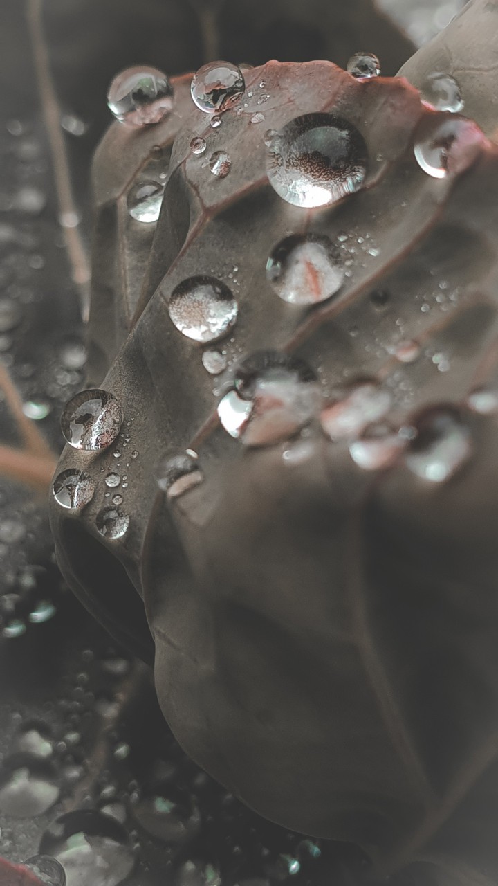 raindrops