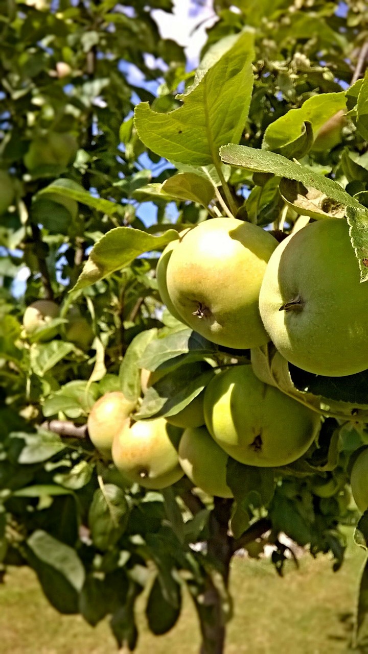 Apples