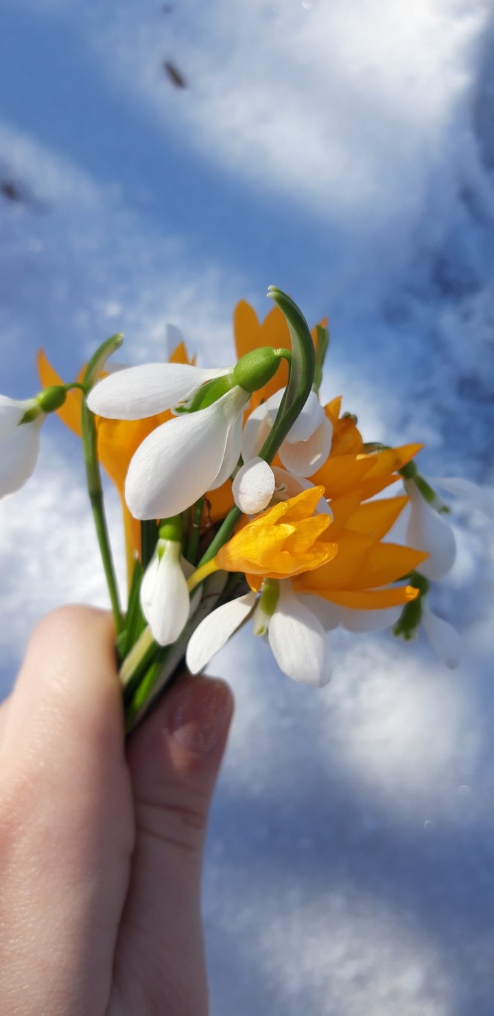winter, flowers