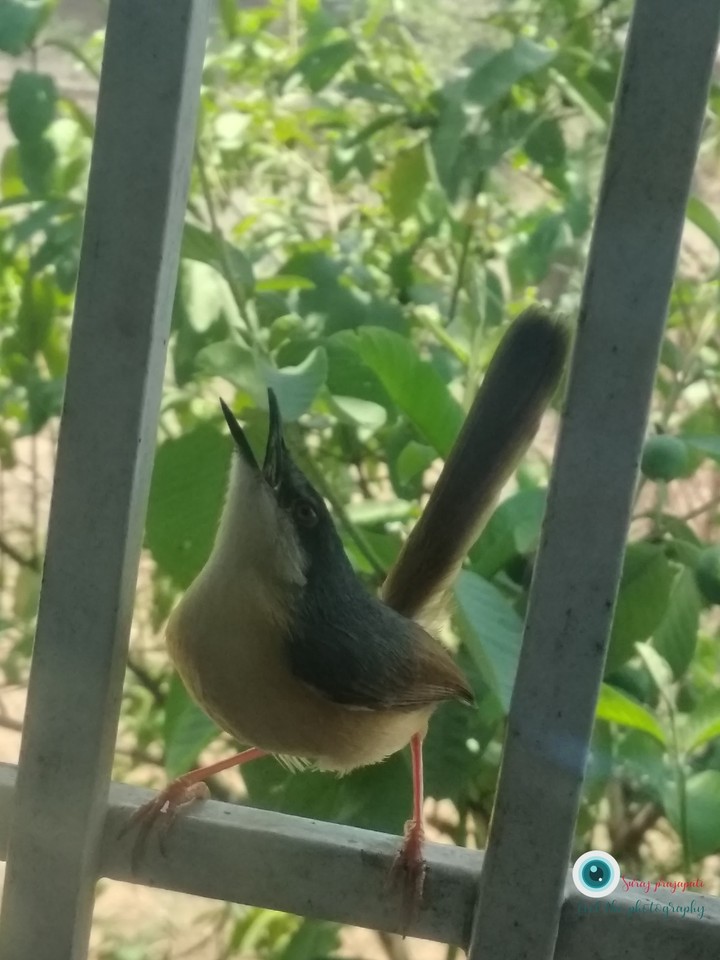 Happy Bird