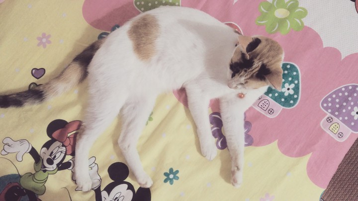 cat