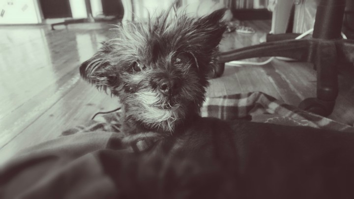 17 year's old dog