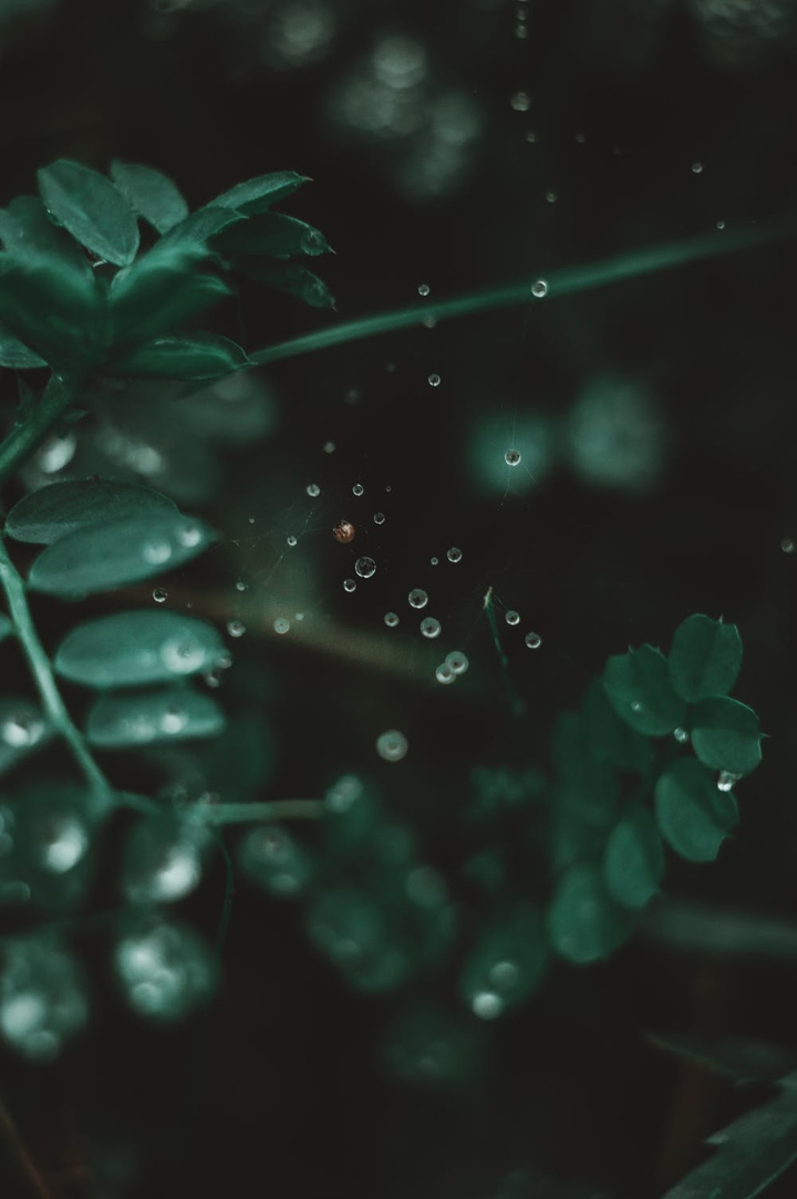 LEAF