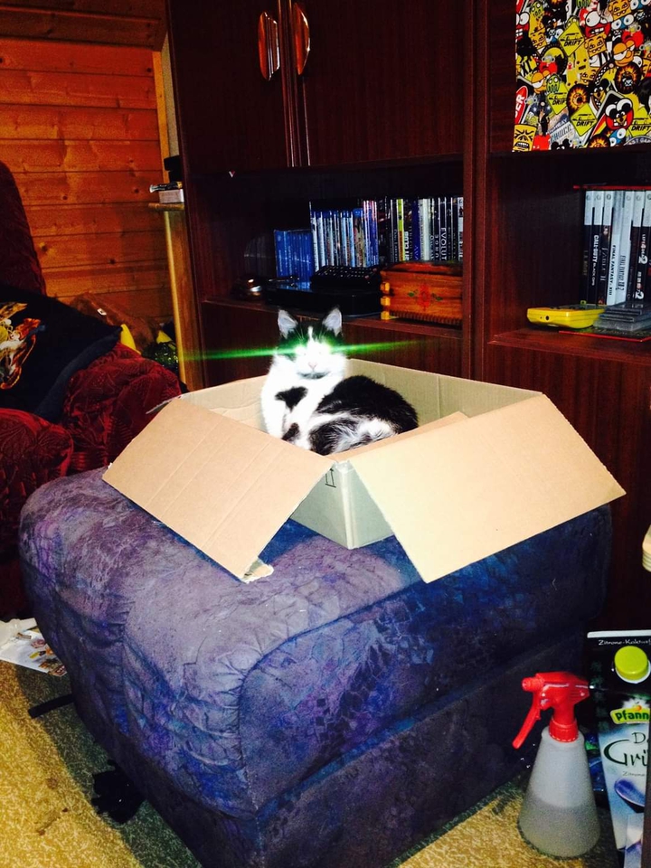 The Matrix Cat