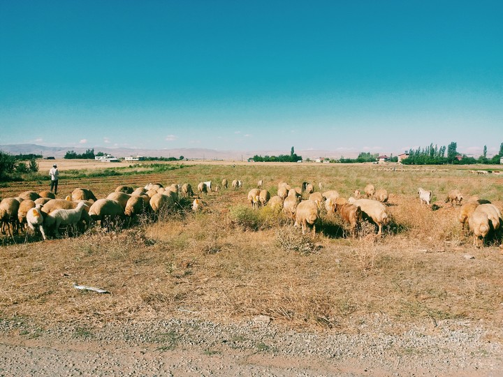 nature shepherd sheeps