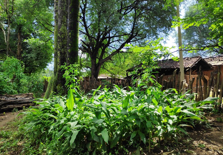 village- toyelanka