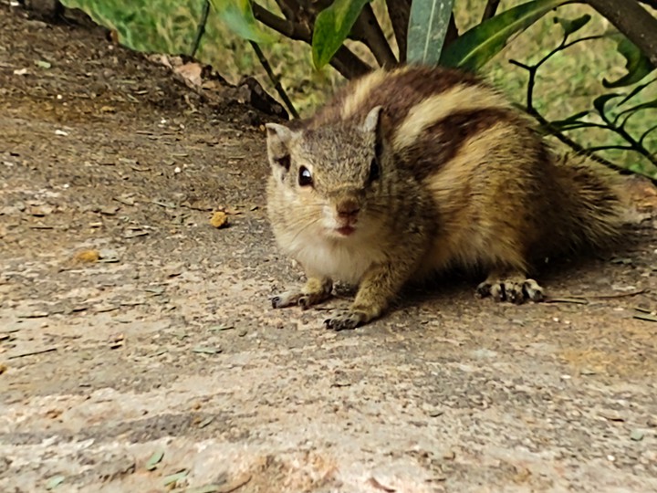 cutey