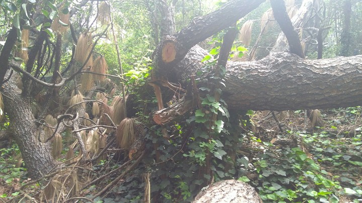 Árbol dormilón